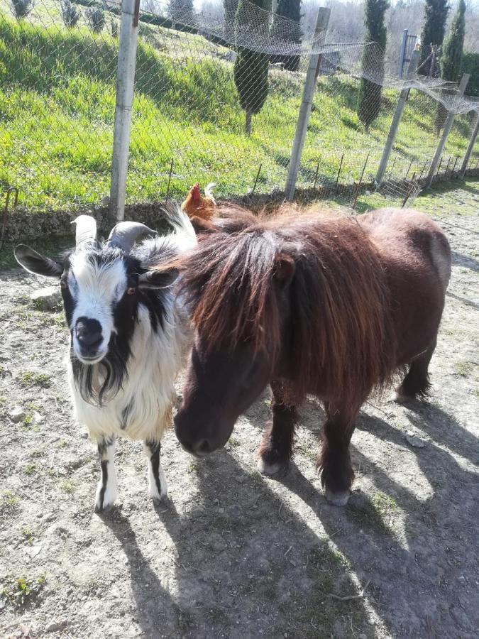 Agriturismo Selvella Allerona Luaran gambar